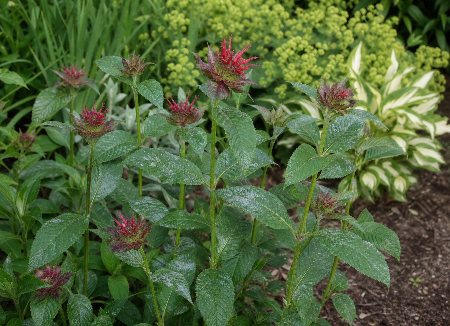 Bee Balm (Monarda didyma) identification photo