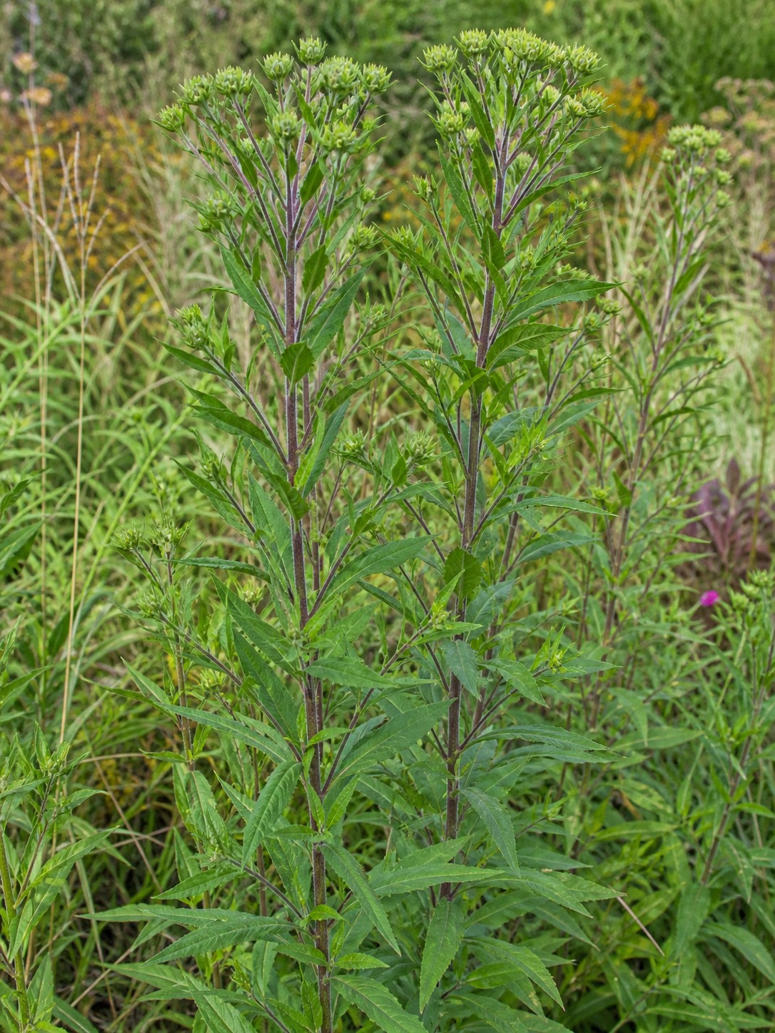 New England Aster (Symphyotrichum novae-angliae) identification photo