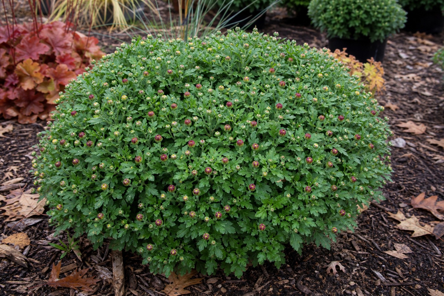Garden Mum (Chrysanthemum x morifolium) identification photo