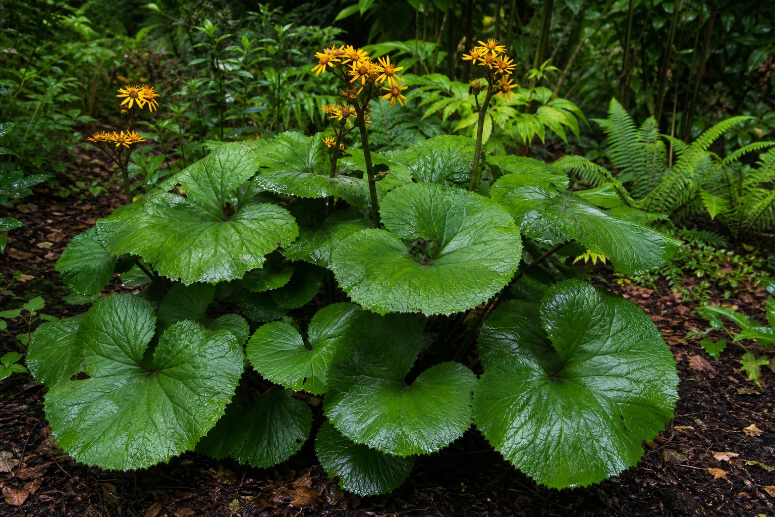 Ligularia (Ligularia dentata) identification photo