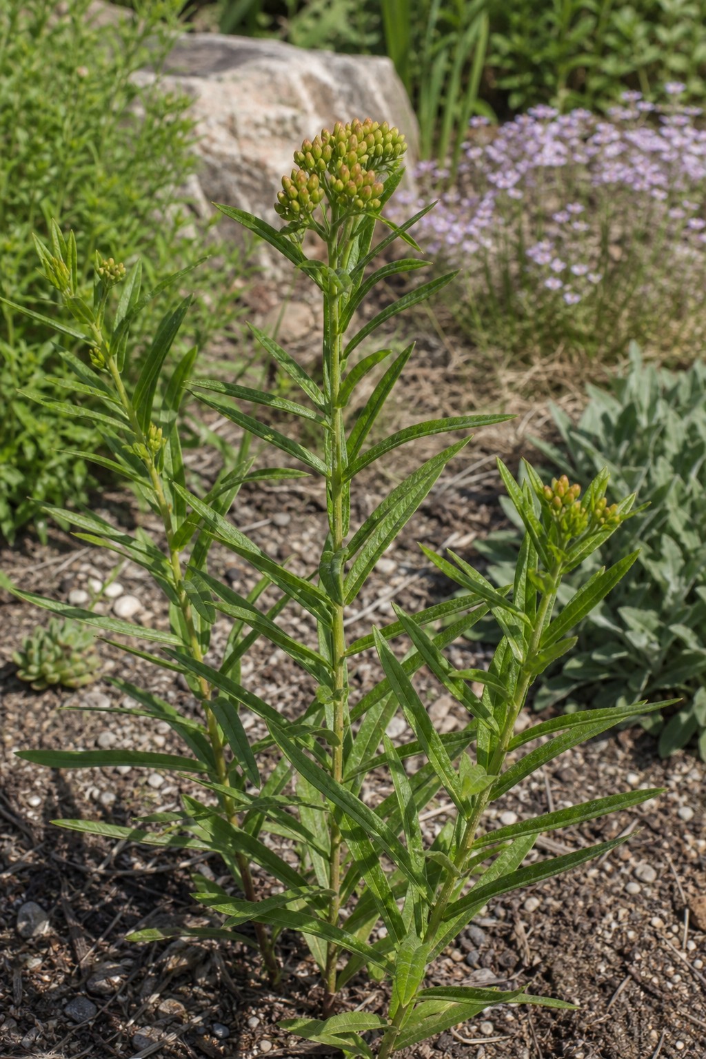 Butterfly Weed (Asclepias tuberosa) identification photo
