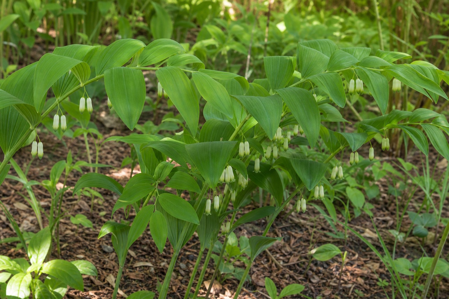 Solomon's Seal (Polygonatum odoratum) identification photo