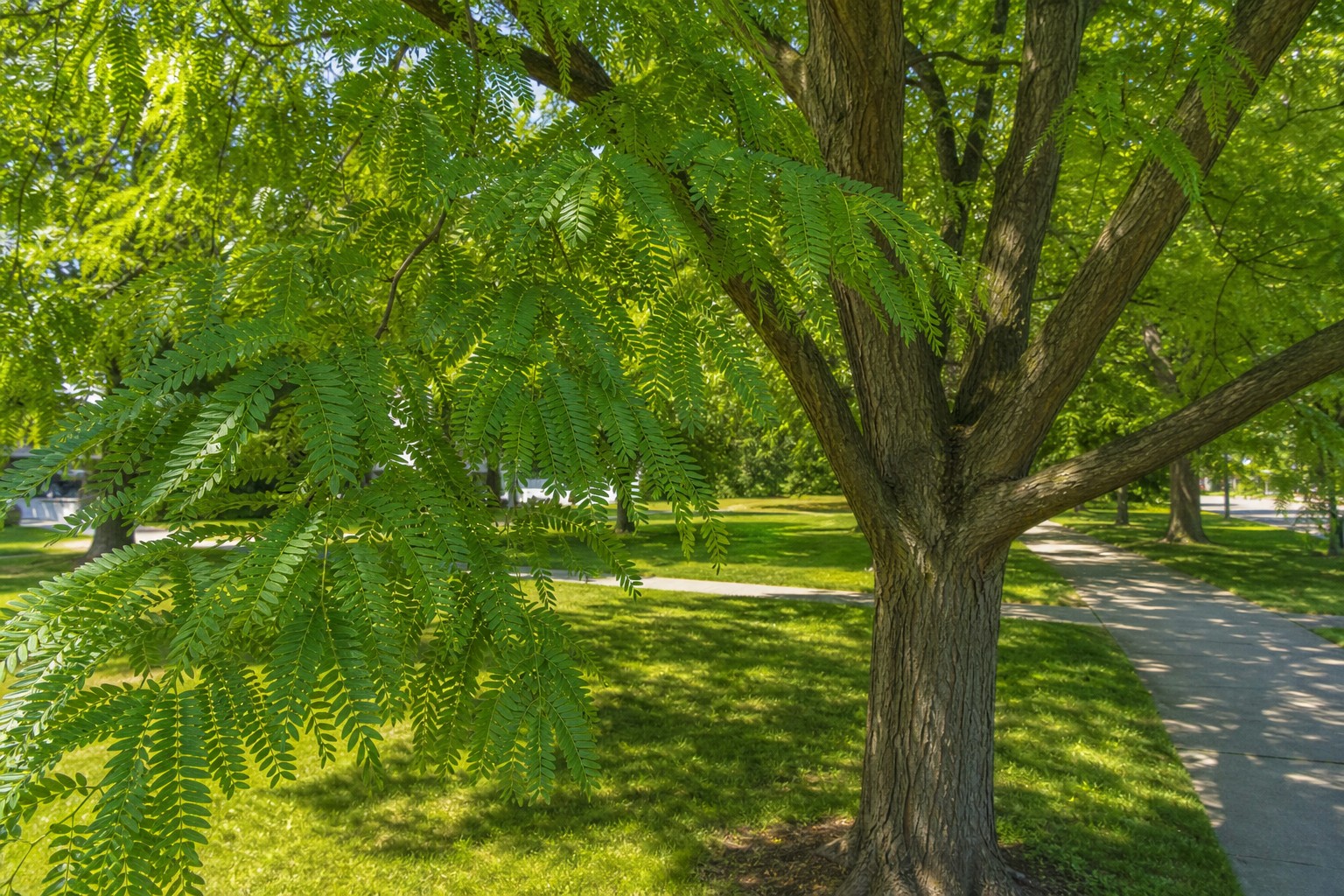 Honeylocust (Gleditsia triacanthos) identification photo