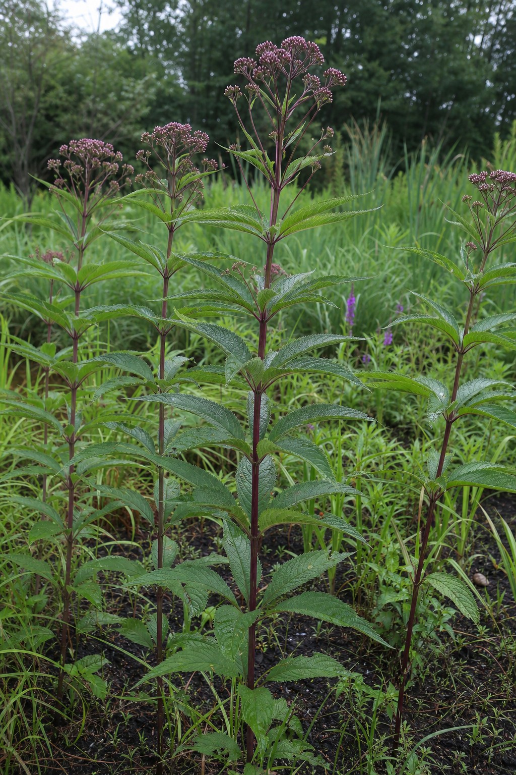 Joe Pye Weed (Eutrochium purpureum) identification photo