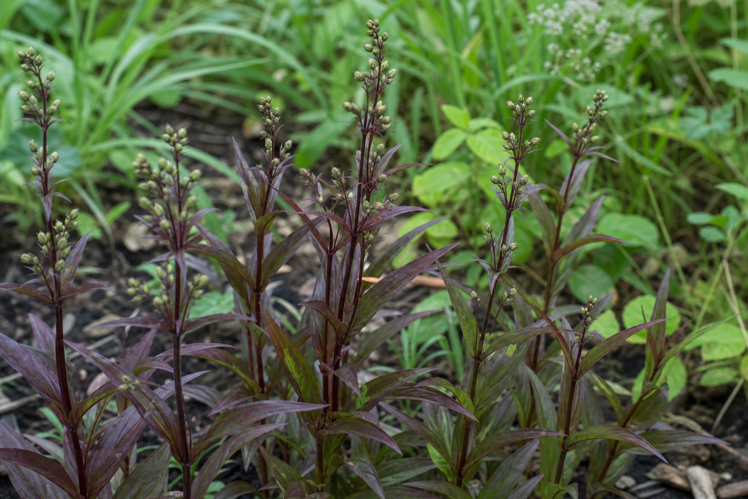 Foxglove Beardtongue (Penstemon digitalis) identification photo