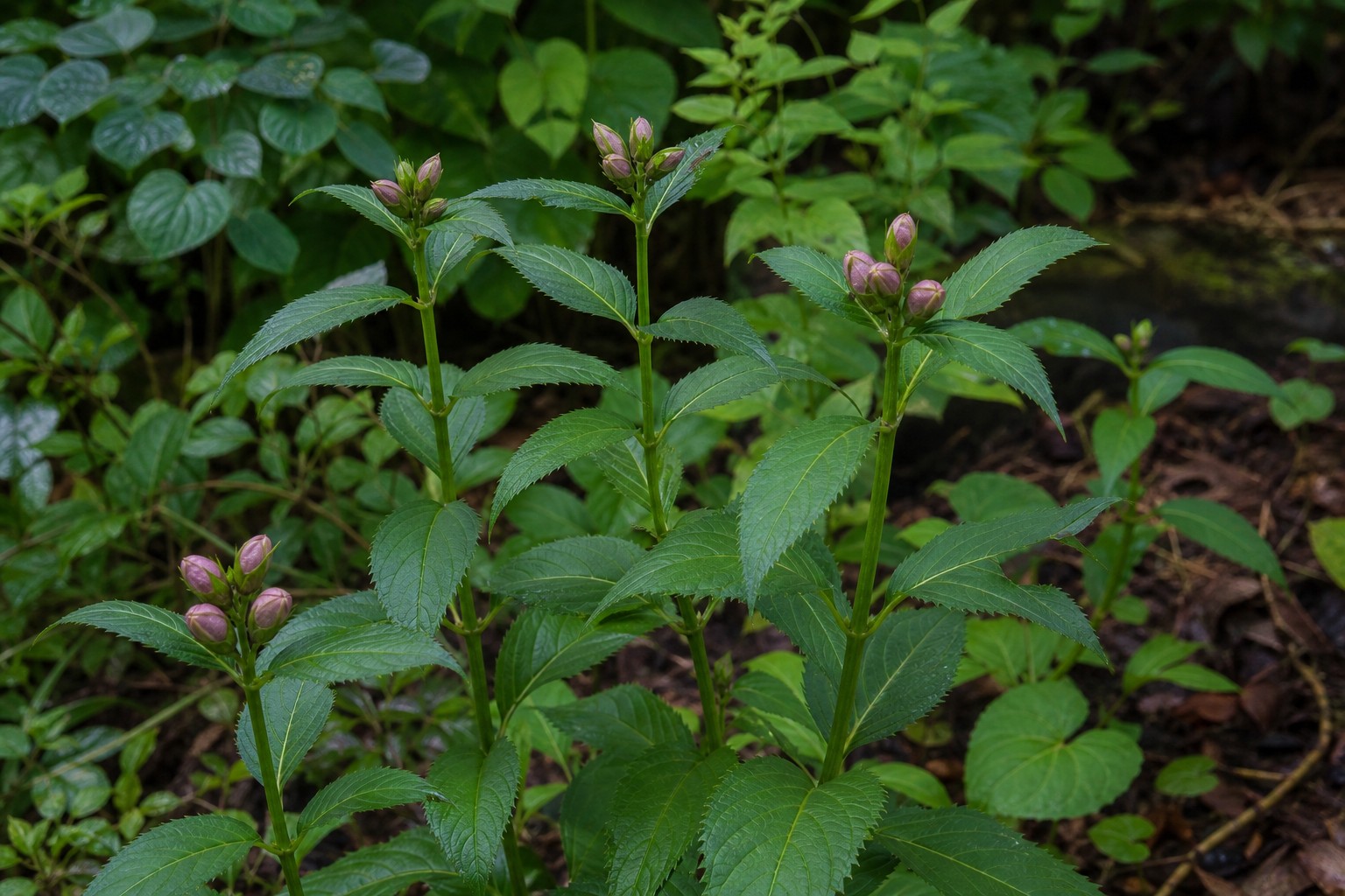 Turtlehead (Chelone lyonii) identification photo