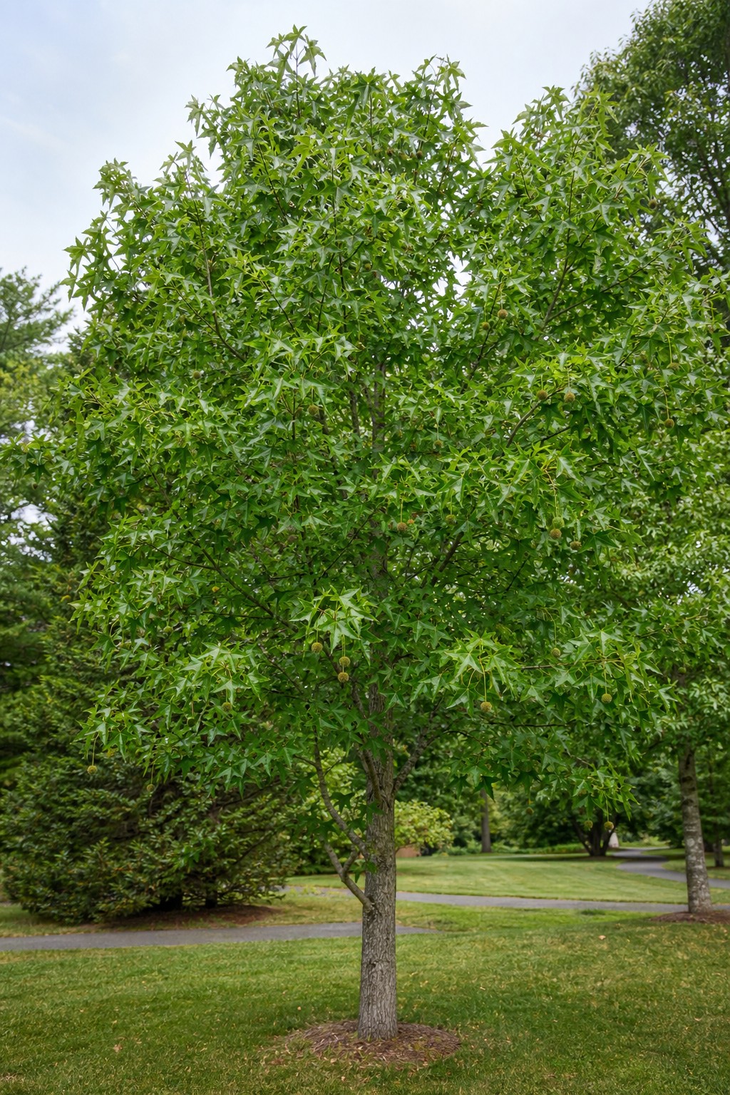 Sweetgum (Liquidambar styraciflua) identification photo
