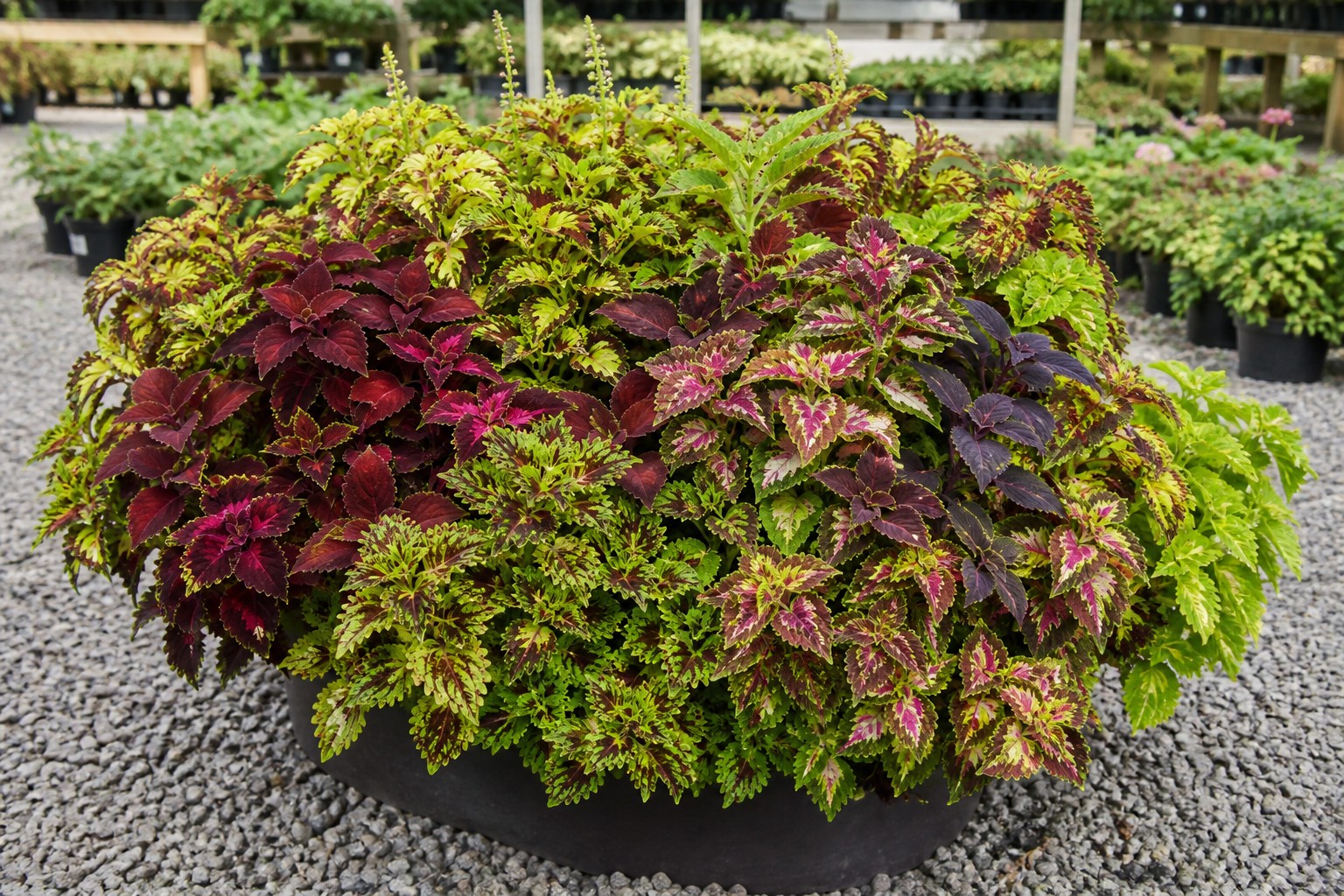 Coleus (Coleus scutellarioides) identification photo