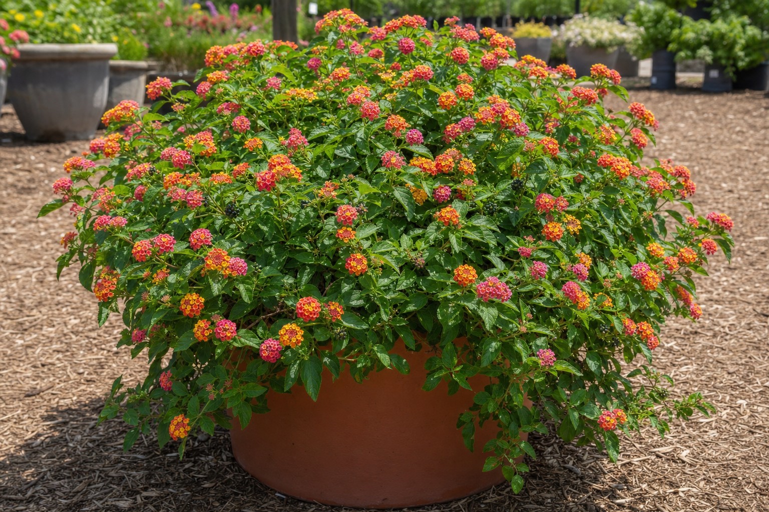 Lantana (Lantana camara) identification photo