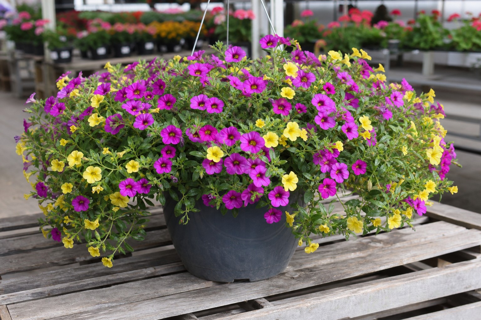 Calibrachoa (Calibrachoa spp.) identification photo