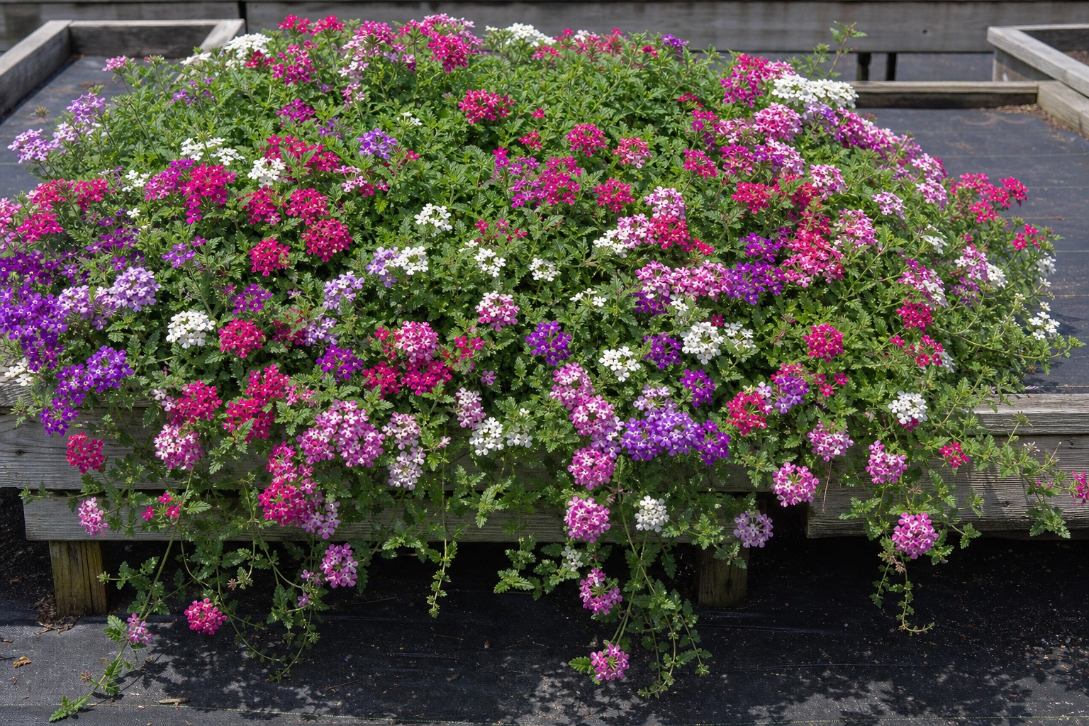 Verbena (Verbena x hybrida) identification photo