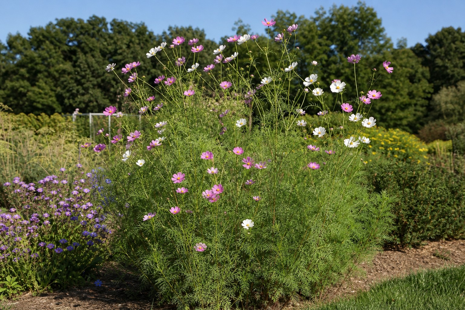 Cosmos (Cosmos bipinnatus) identification photo