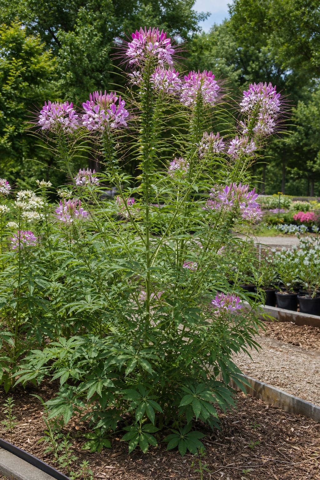 Cleome (Cleome hassleriana) identification photo