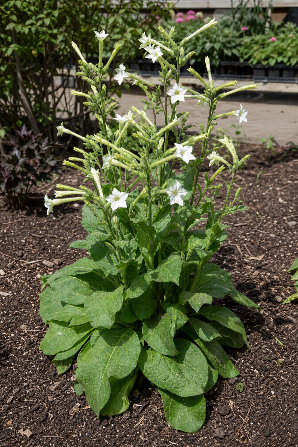 Flowering Tobacco (Nicotiana alata) identification photo
