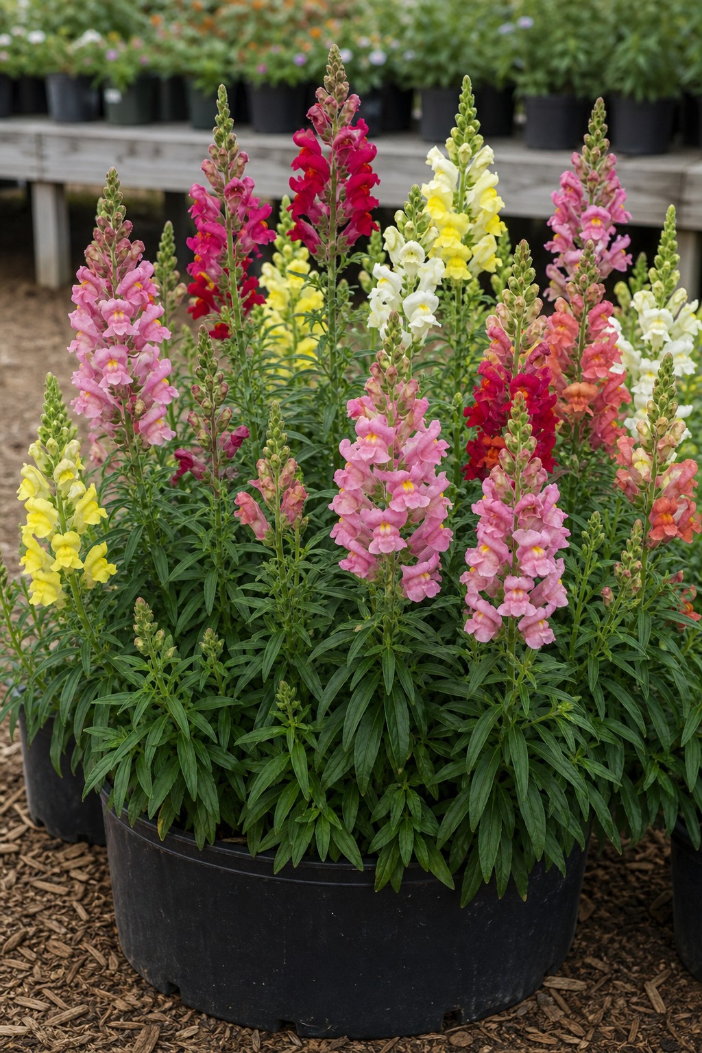 Snapdragon (Antirrhinum majus) identification photo