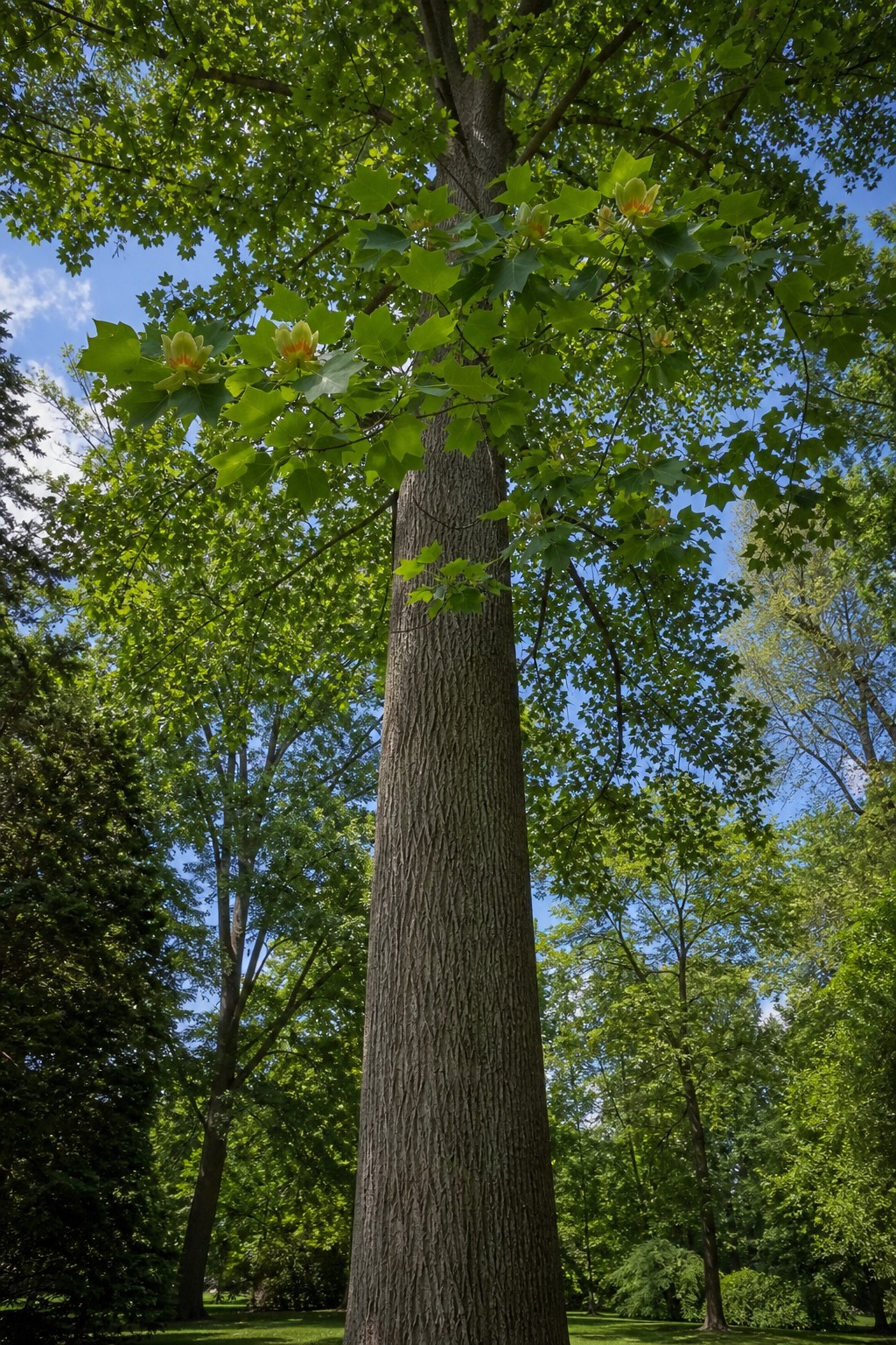 Tulip Tree (Liriodendron tulipifera) identification photo