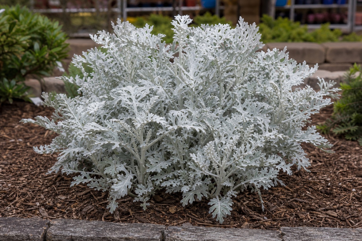 Dusty Miller (Senecio cineraria) identification photo