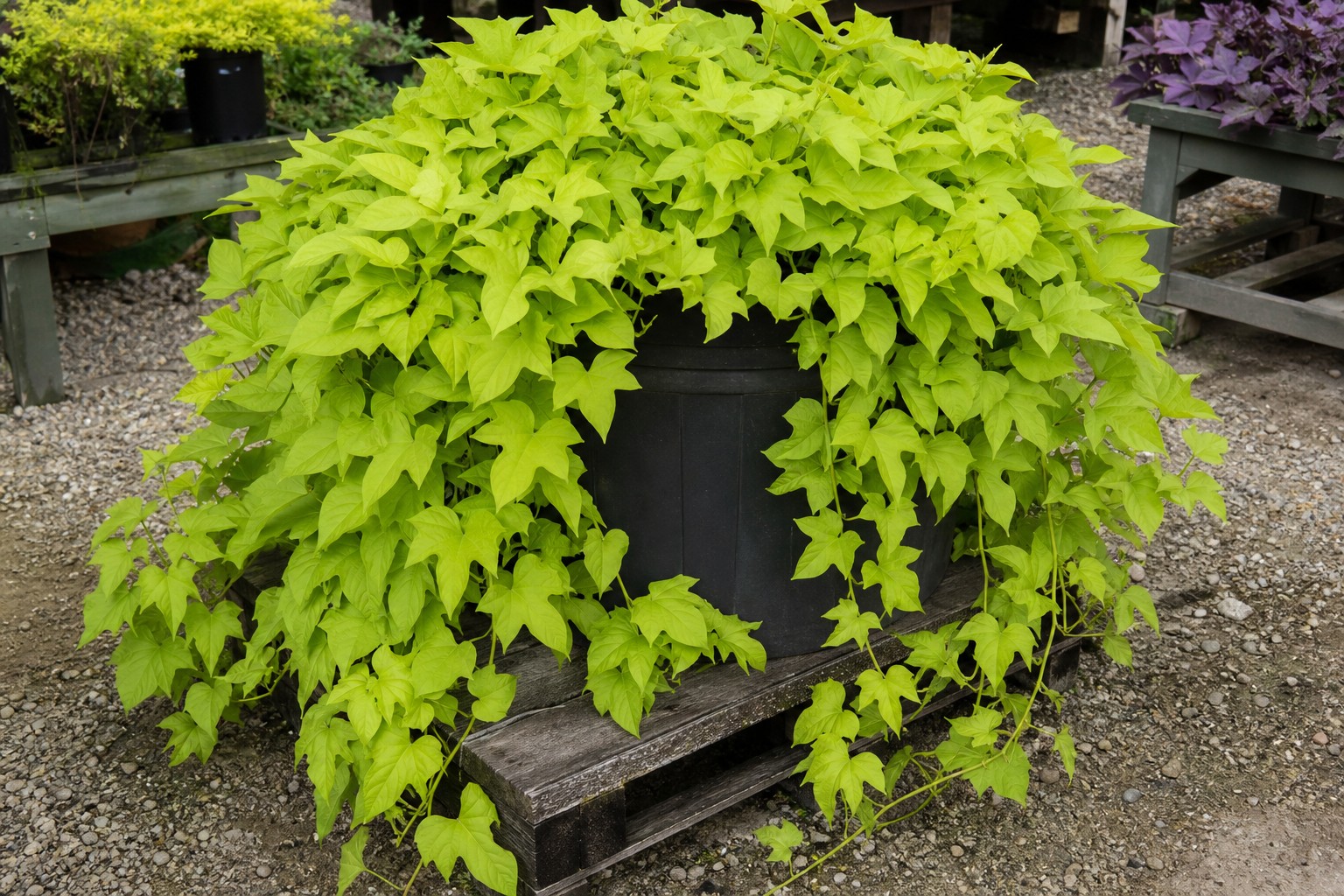 Sweet Potato Vine (Ipomoea batatas) identification photo
