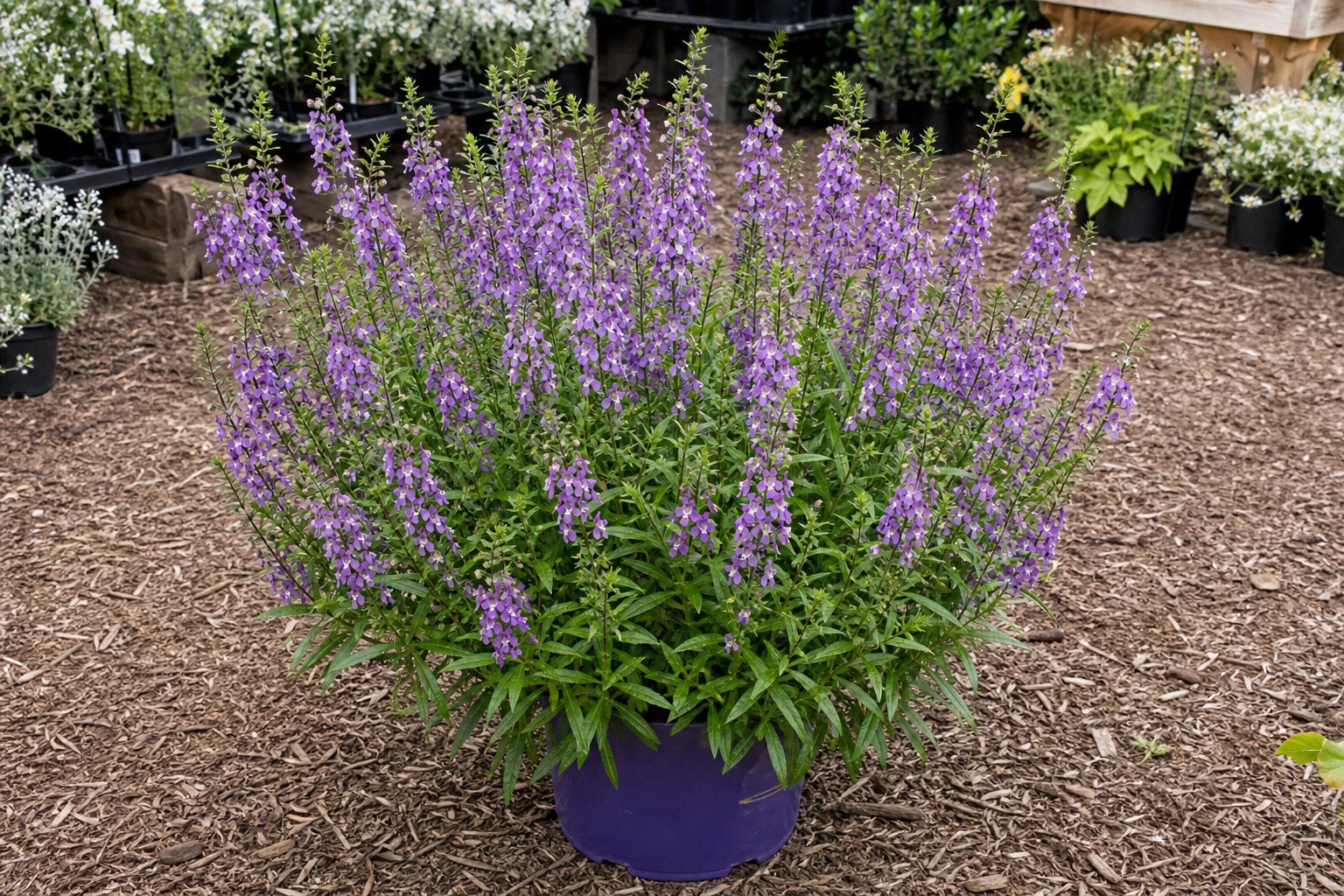 Angelonia (Angelonia angustifolia) identification photo
