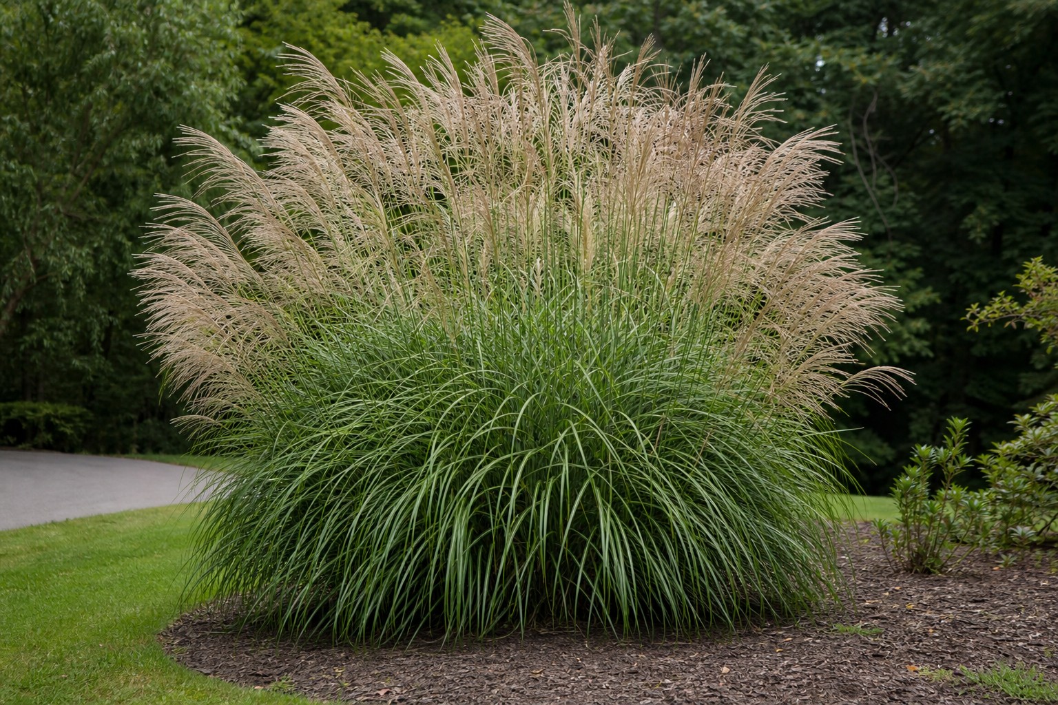 Maiden Grass (Miscanthus sinensis) identification photo