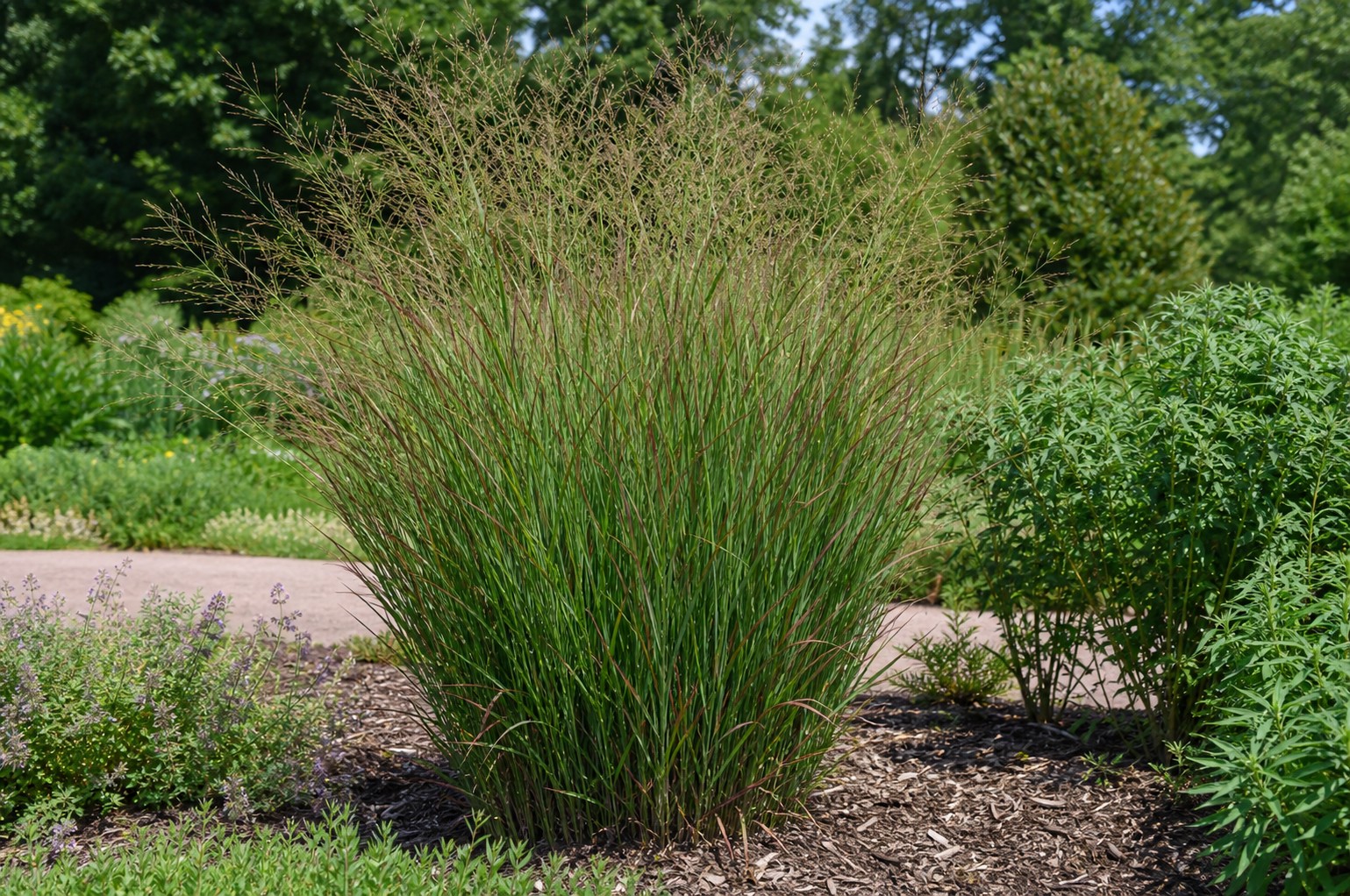 Switchgrass (Panicum virgatum) identification photo