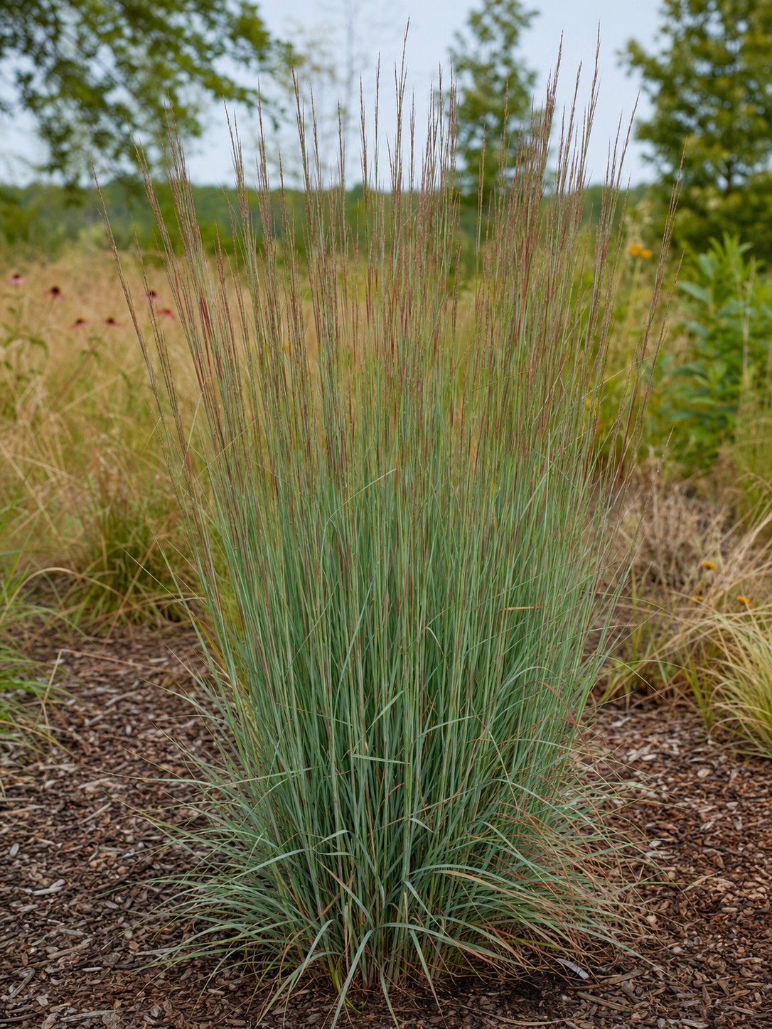 Little Bluestem (Schizachyrium scoparium) identification photo