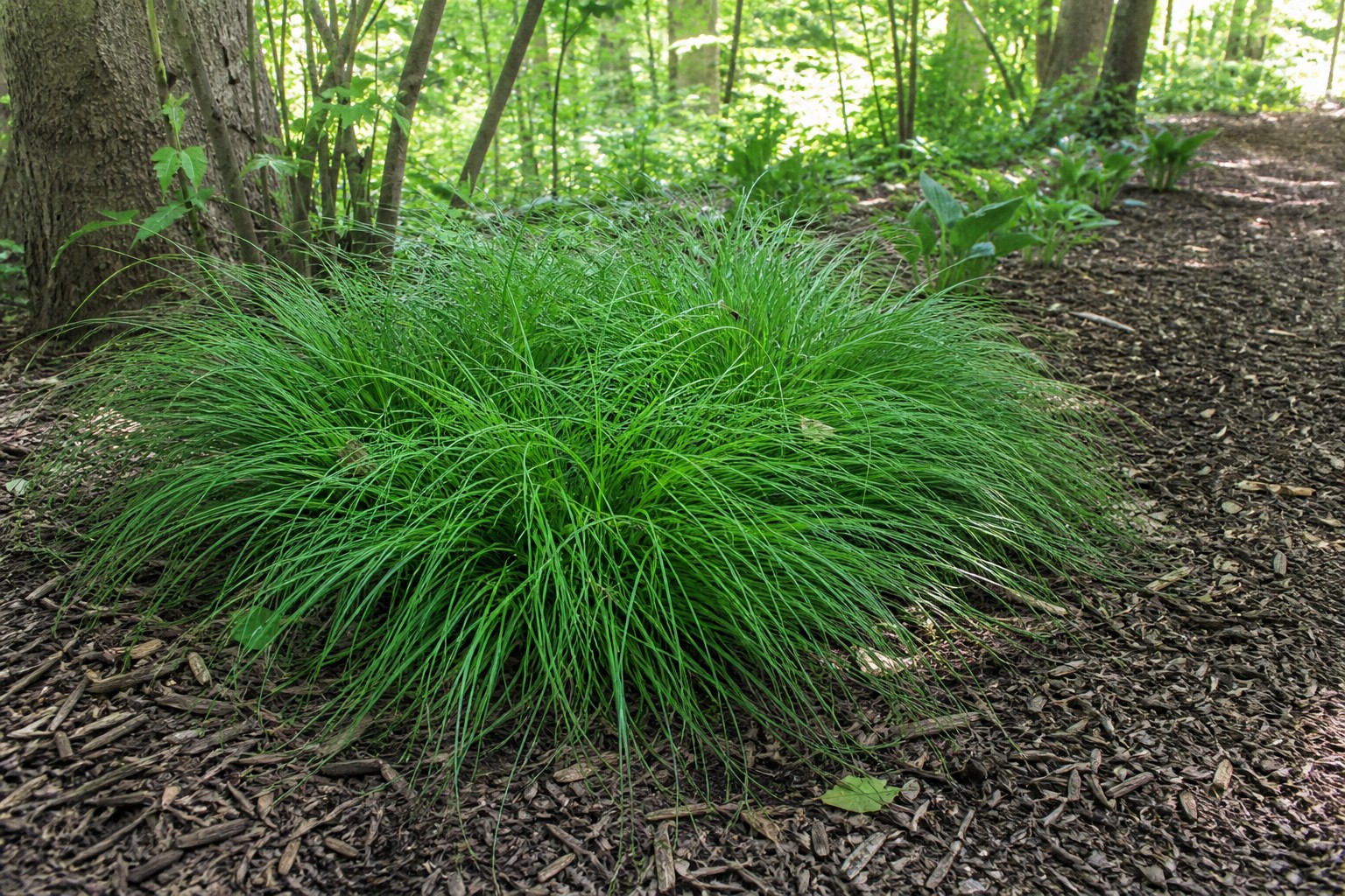 Pennsylvania Sedge (Carex pensylvanica) identification photo