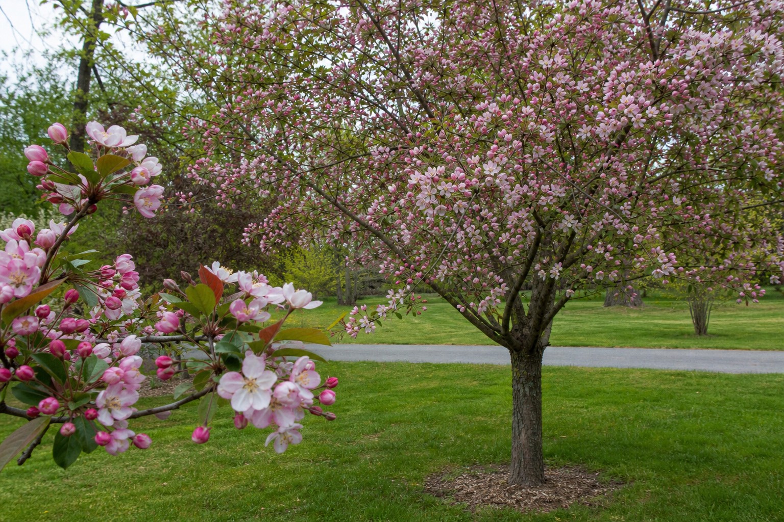 Crabapple (Malus spp.) identification photo