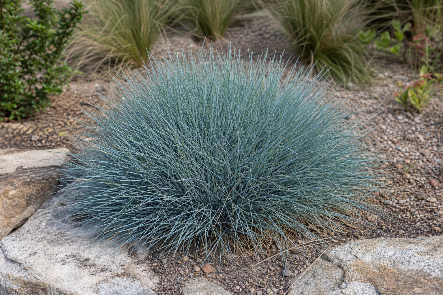 Blue Fescue (Festuca glauca) identification photo