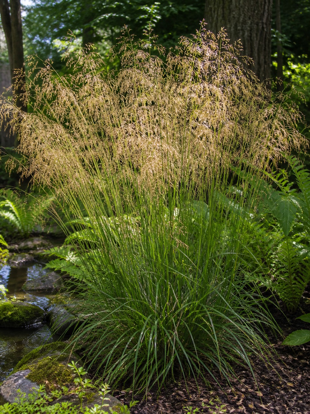Tufted Hair Grass (Deschampsia cespitosa) identification photo