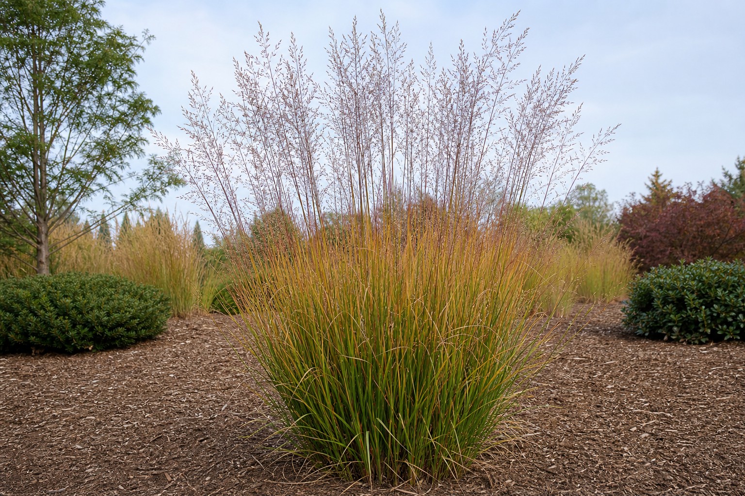 Purple Moor Grass (Molinia caerulea) identification photo