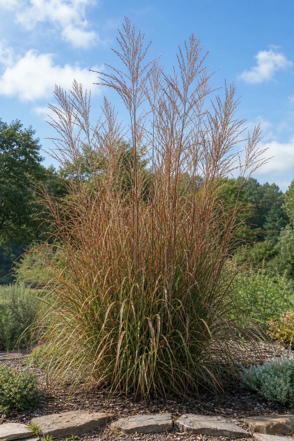 Big Bluestem (Andropogon gerardii) identification photo