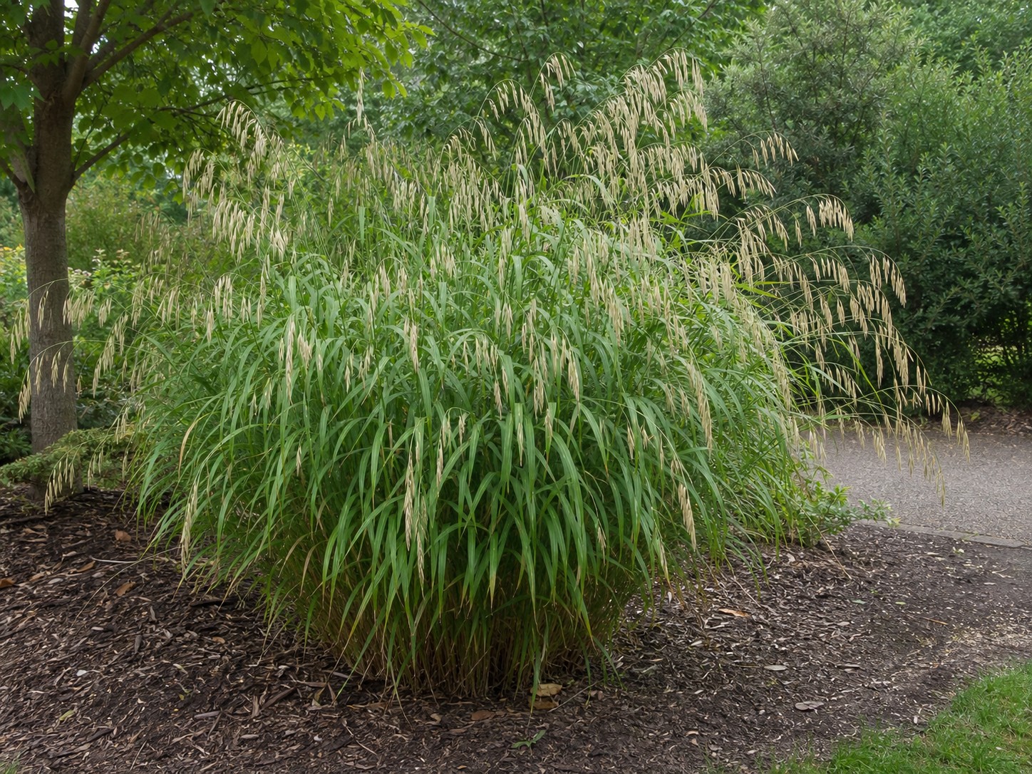 Northern Sea Oats (Chasmanthium latifolium) identification photo