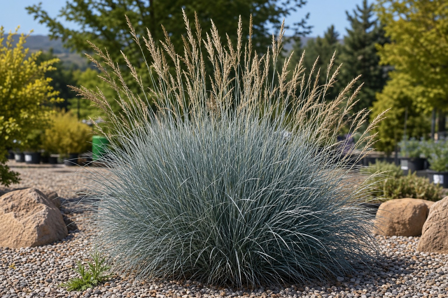 Blue Oat Grass (Helictotrichon sempervirens) identification photo