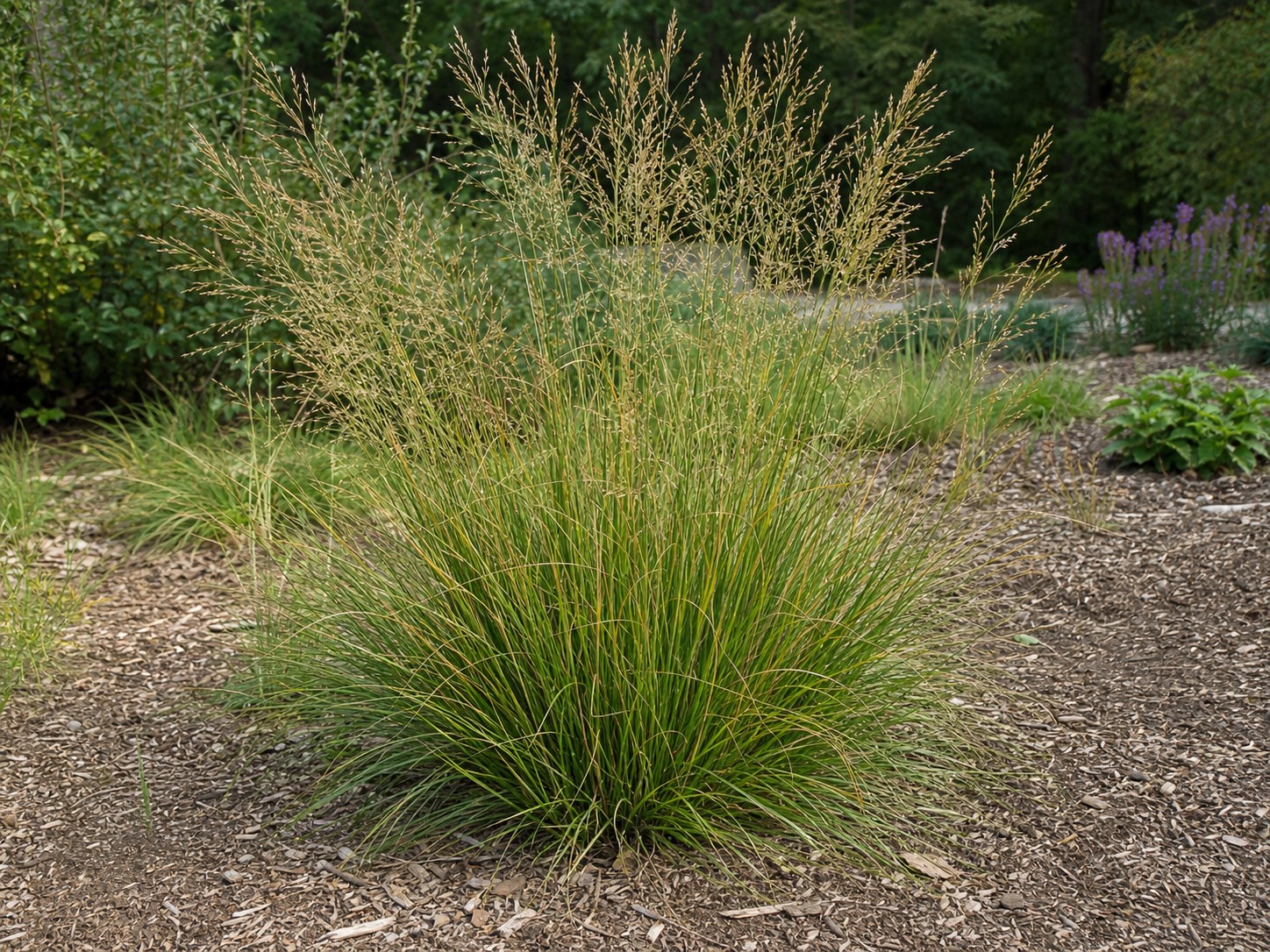 Prairie Dropseed (Sporobolus heterolepis) identification photo