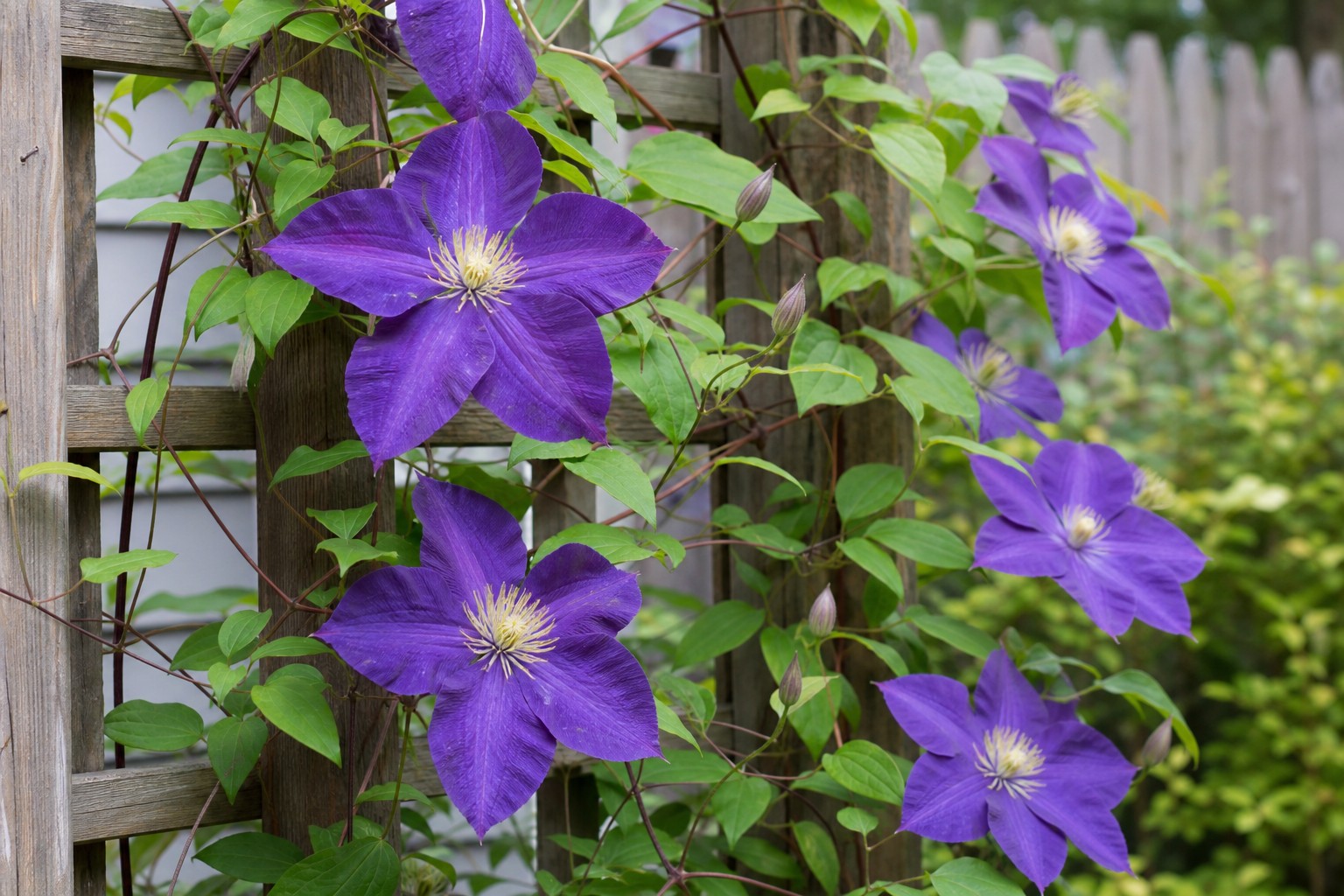 Large-Flowered Clematis (Clematis hybrids) identification photo