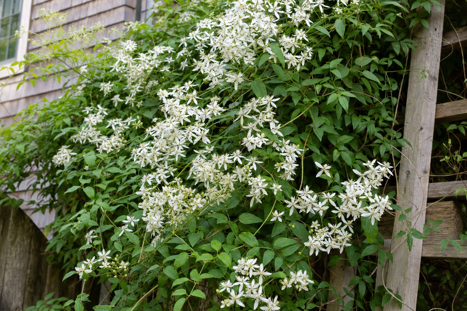 Sweet Autumn Clematis (Clematis terniflora) identification photo