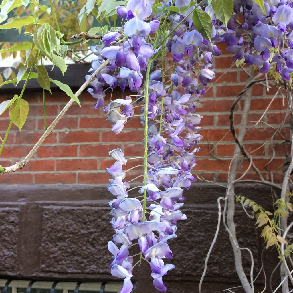 Wisteria (Wisteria sinensis) identification photo