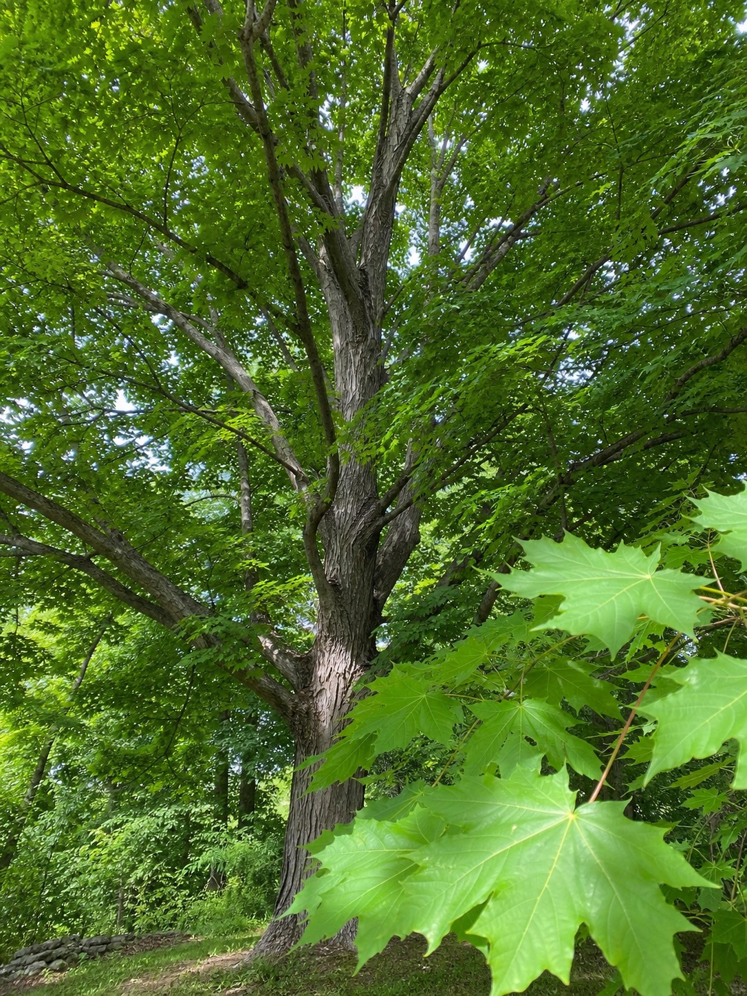 Sugar Maple (Acer saccharum) identification photo