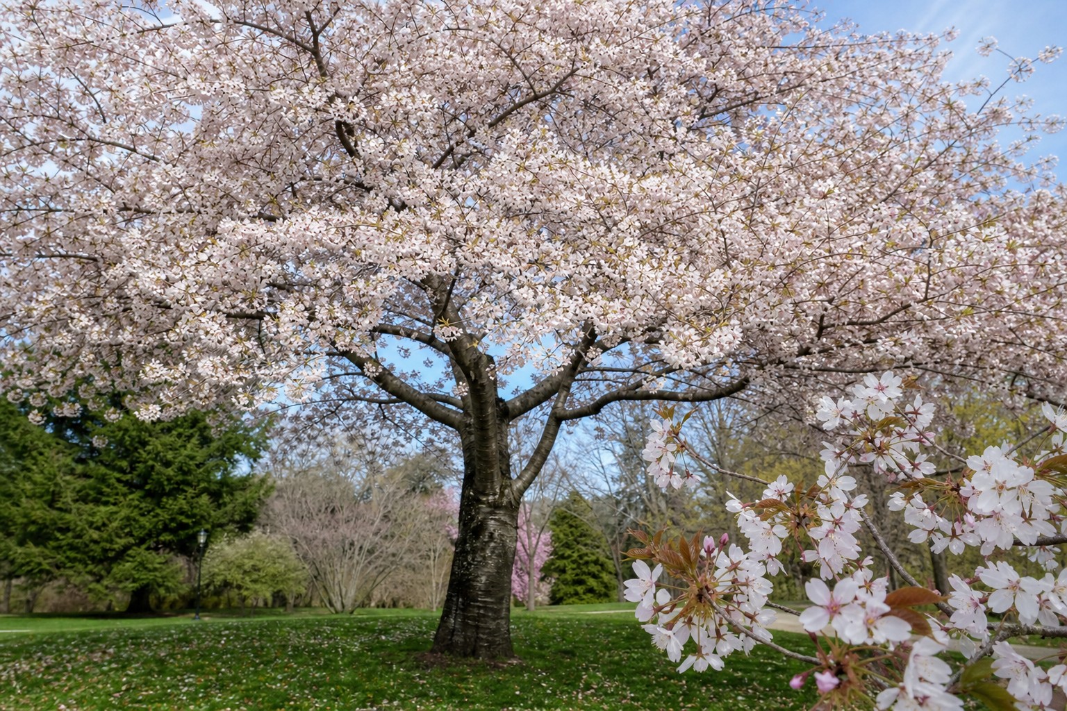 Yoshino Cherry (Prunus x yedoensis) identification photo