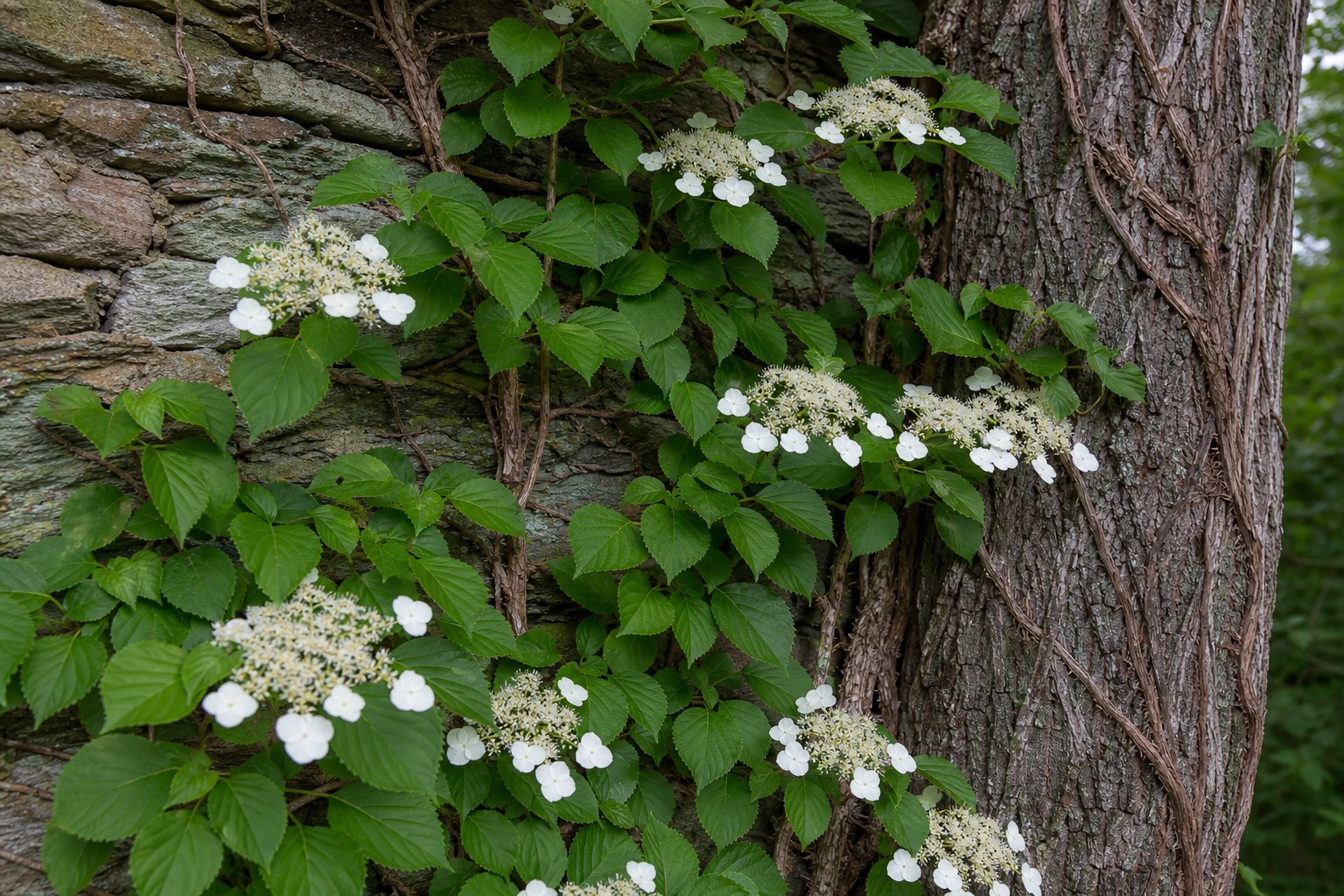 Climbing Hydrangea (Hydrangea petiolaris) identification photo