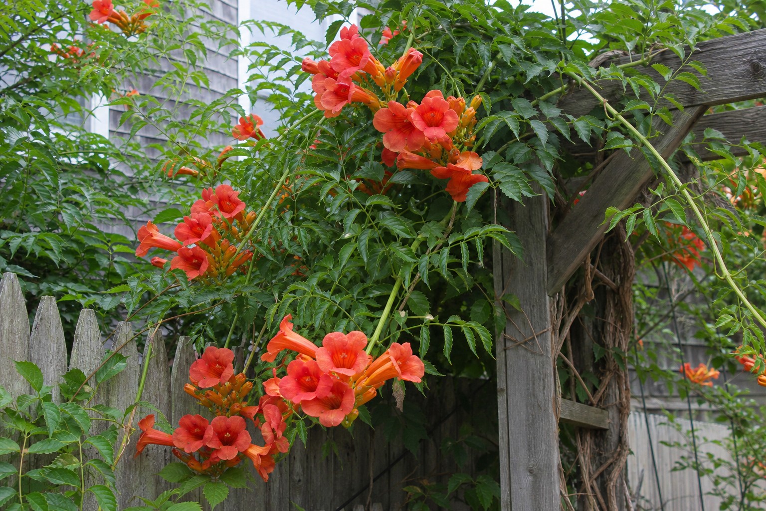 Trumpet Vine (Campsis radicans) identification photo