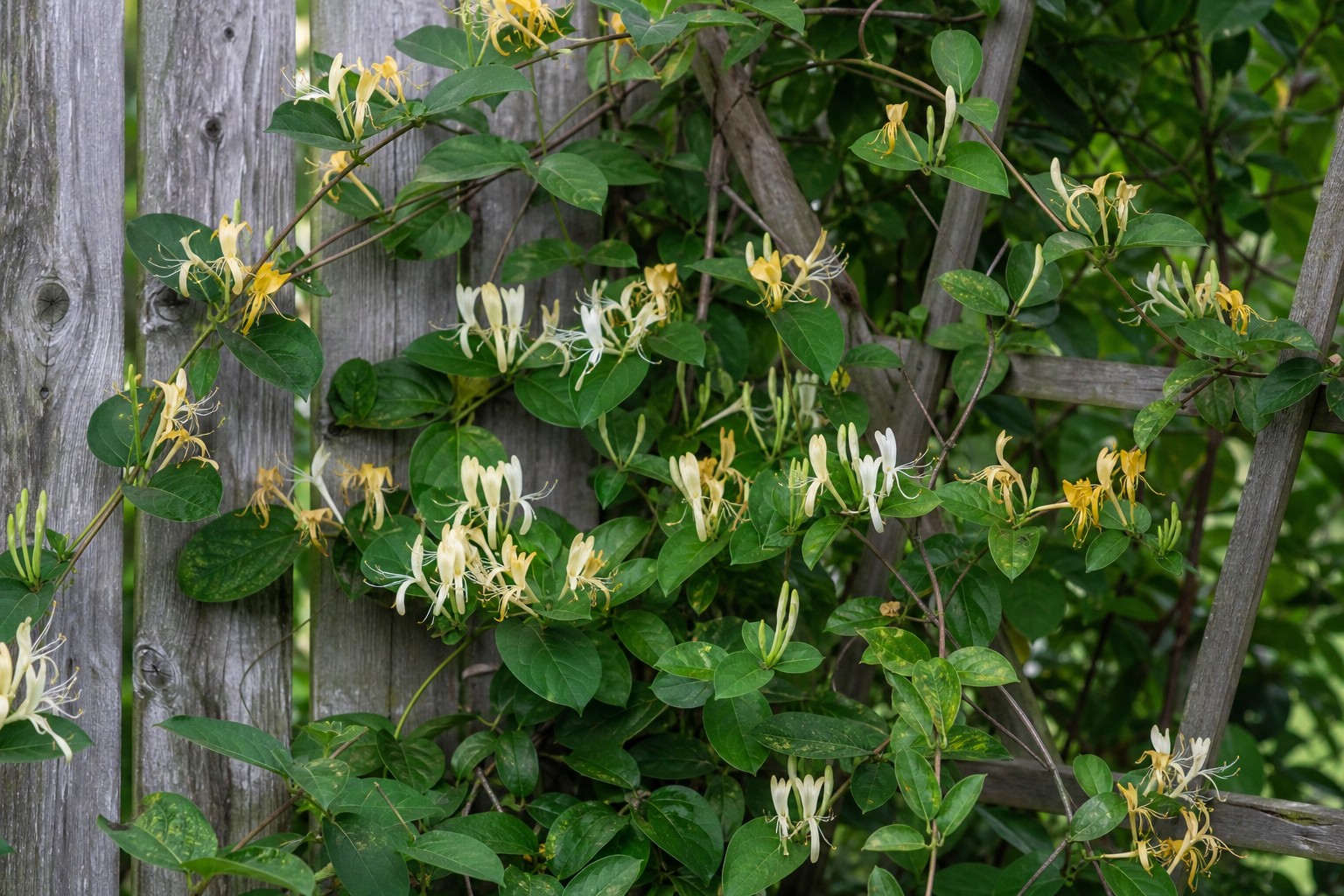 Japanese Honeysuckle (Lonicera japonica) identification photo