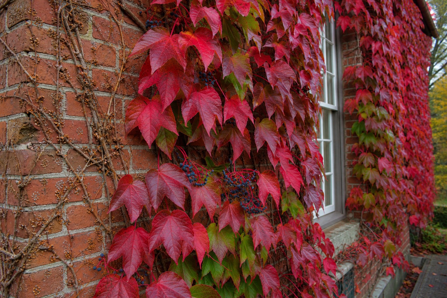 Boston Ivy (Parthenocissus tricuspidata) identification photo