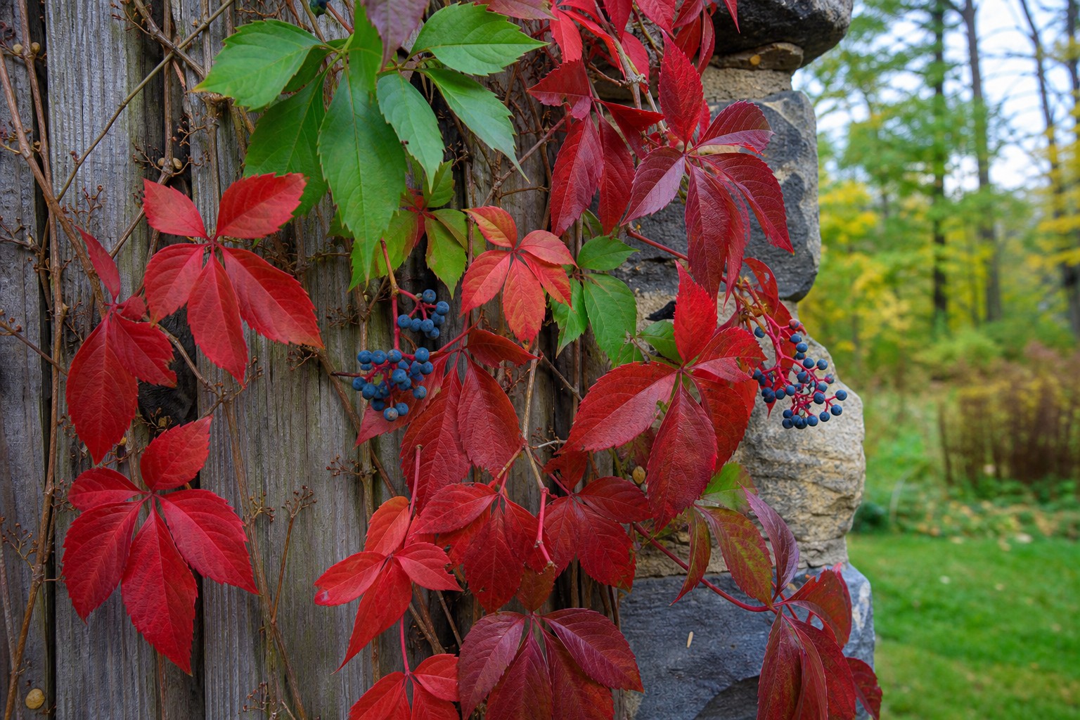 Virginia Creeper (Parthenocissus quinquefolia) identification photo