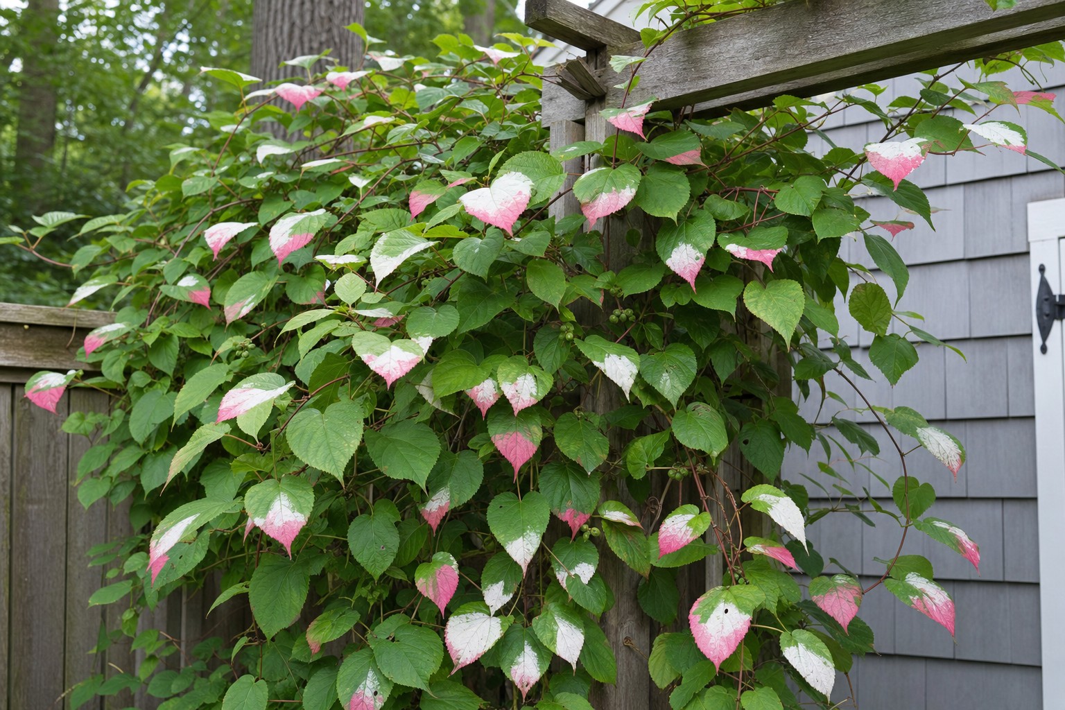 Hardy Kiwi (Actinidia kolomikta) identification photo