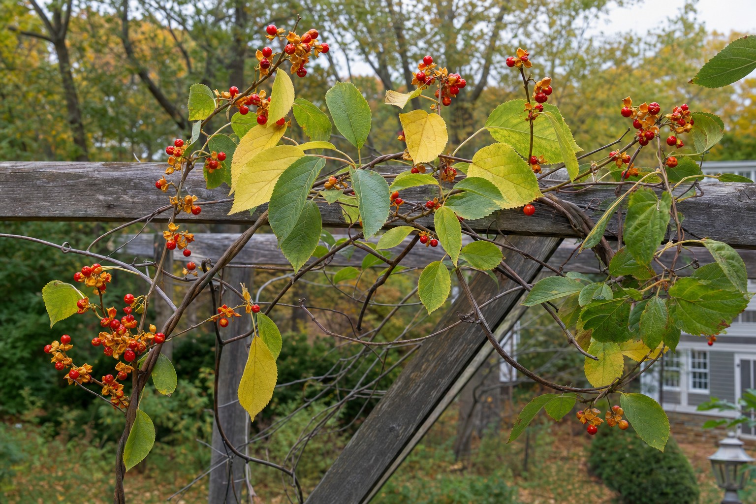 American Bittersweet (Celastrus scandens) identification photo