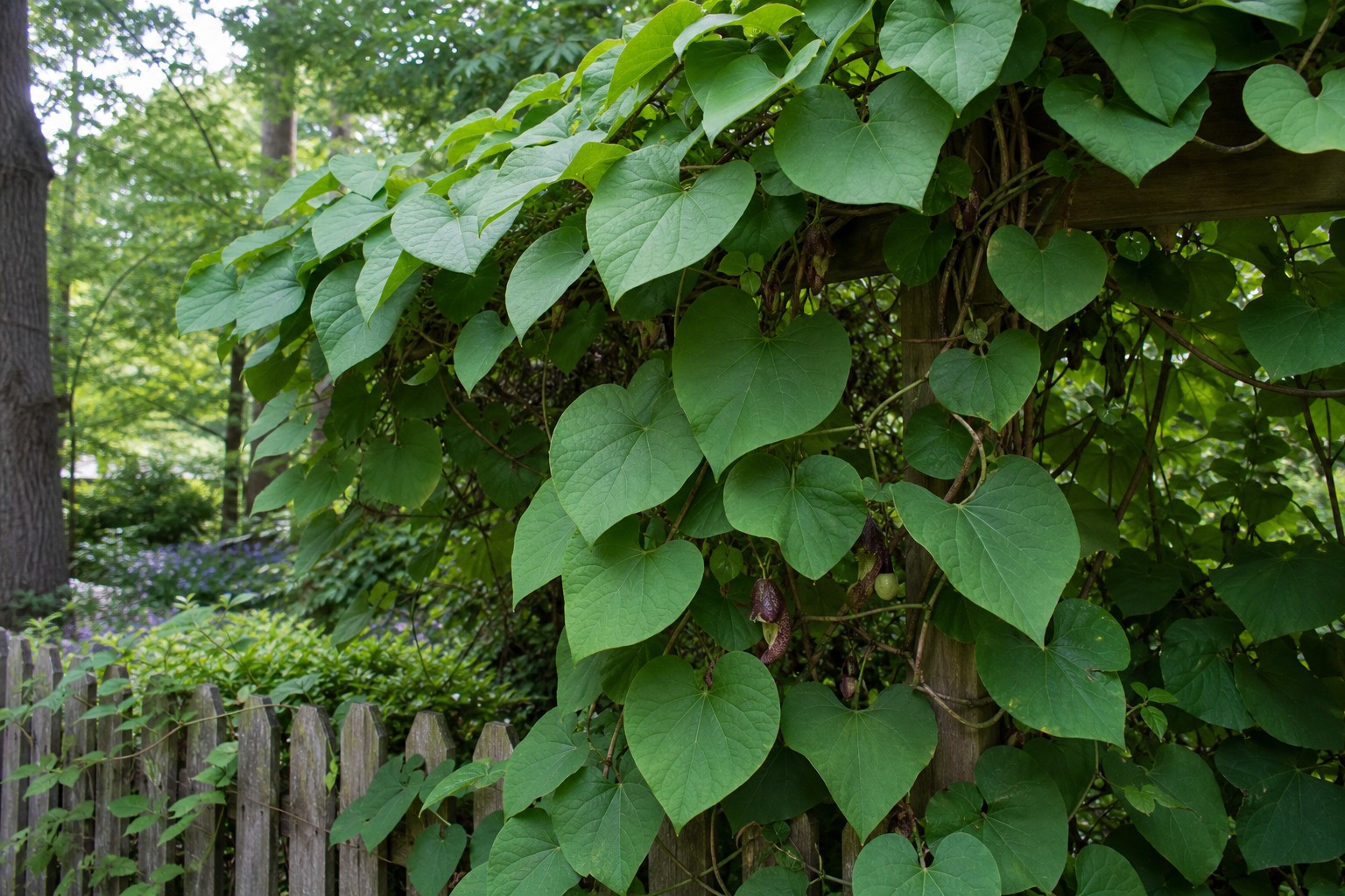 Dutchman's Pipe (Aristolochia macrophylla) identification photo