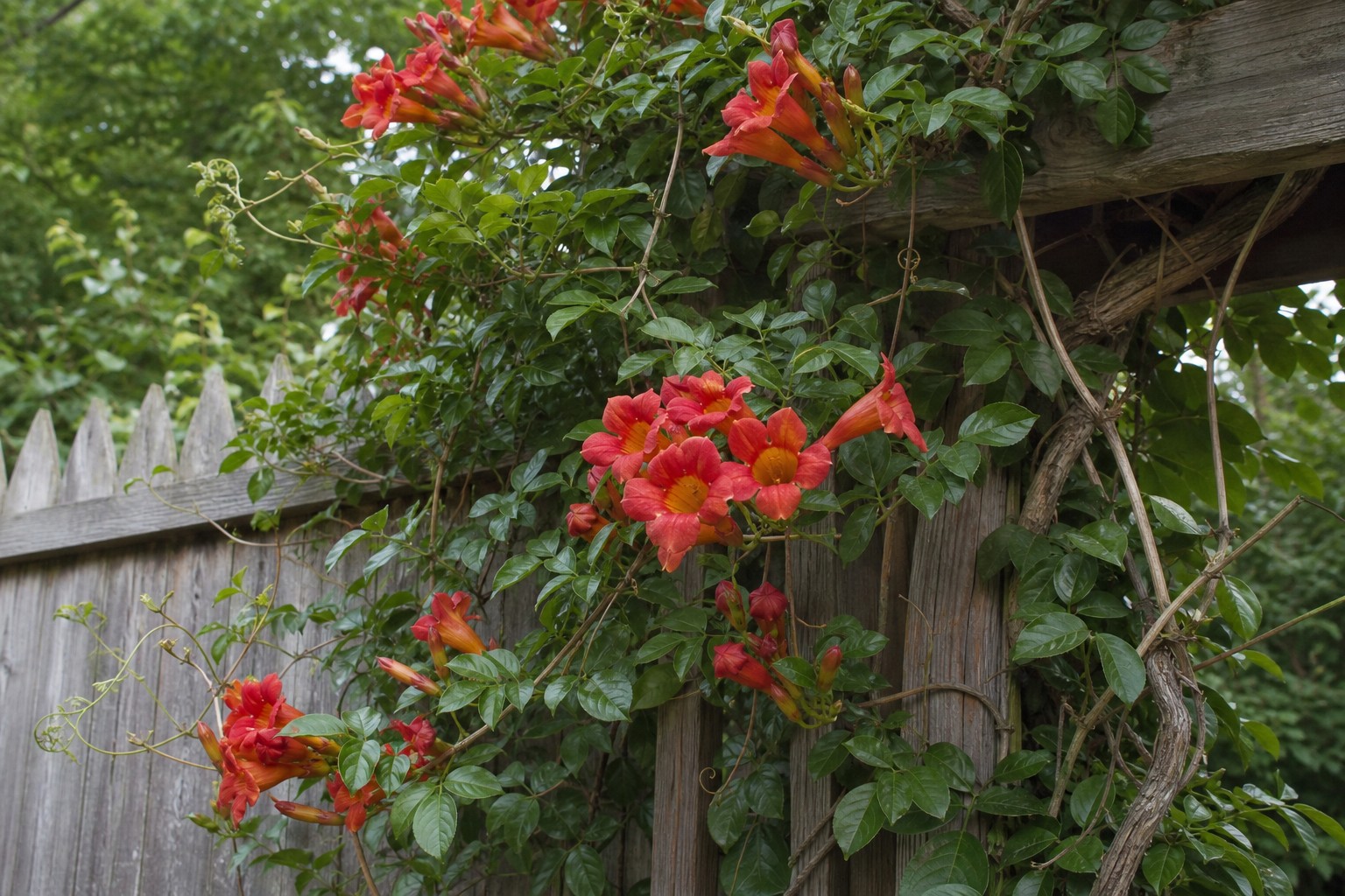 Crossvine (Bignonia capreolata) identification photo