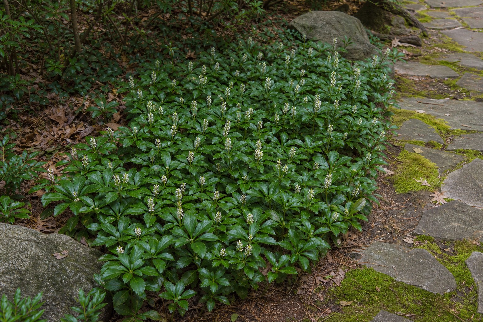Japanese Pachysandra (Pachysandra terminalis) identification photo